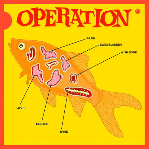 Operation Fish Meme GIF