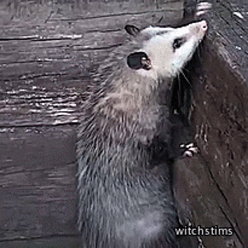 Opossum Leaning Against Wooden Wall Looking at Camera