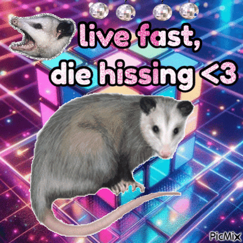 Opossum Live Fast Die Hissing <3 GIF