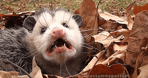 Opossum Lying In Leaves With Mouth Open GIF