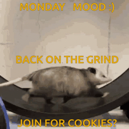 Opossum on Roller Coaster Monday Mood Back on the Grind
