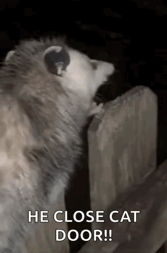 Opossum Standing Next to Wooden Fence Saying He Close Cat Door