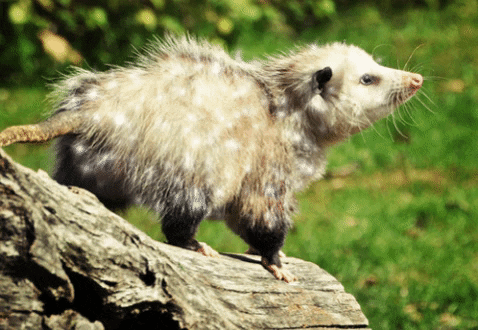 Opossum Standing on Log With Green Background
