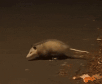 Opossum Walking Across Dirt Road