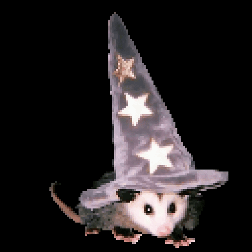 Opossum Wearing Wizard Hat GIF