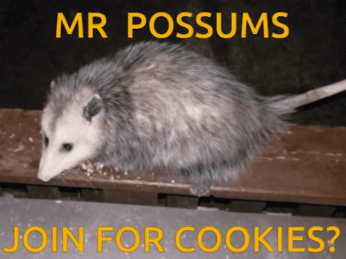 Opossum With Mr Possums Join For Cookies