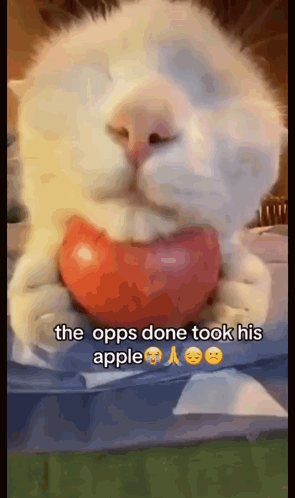 Opps Cat Sleeping On Apple GIF