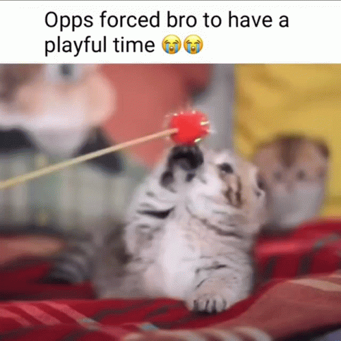 Opps Kitten Playing Ball GIF