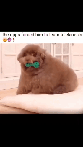 Opps Learning Telekinesis On Dog GIF