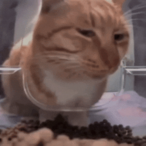 Orange And White Cat Eating From Bowl GIF