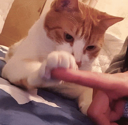 Orange and White Cat Playing With Hand