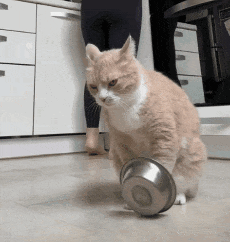 Orange and White Cat Playing with Metal Bowl