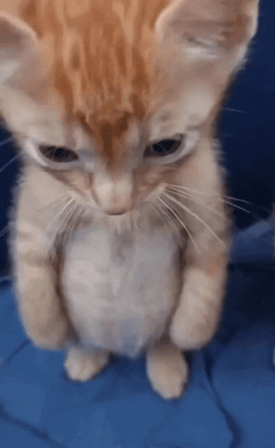 Orange and White Kitten Standing on Hind Legs