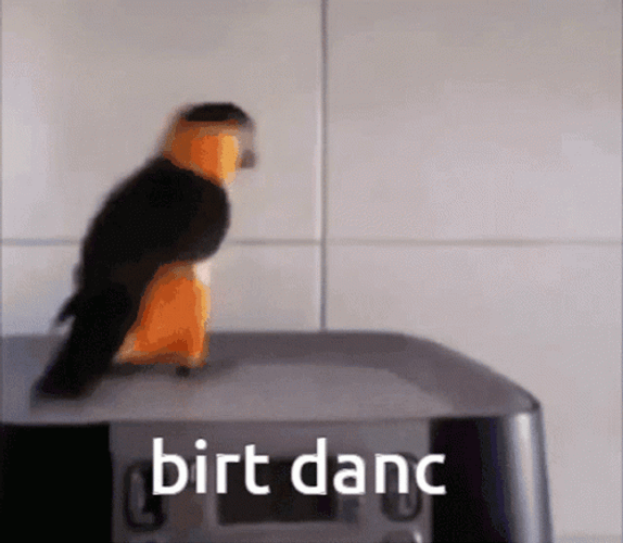 Orange Black Parrot Dancing GIF