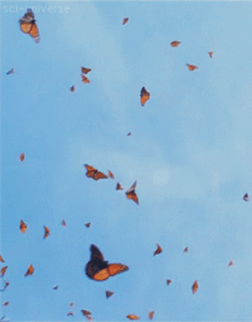 Orange Butterflies Flying High GIF