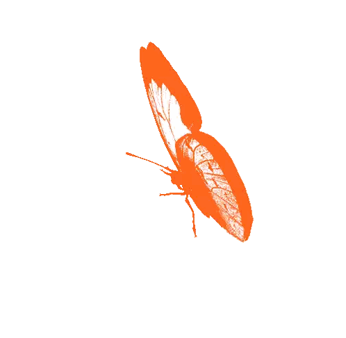 Orange Butterfly Flying