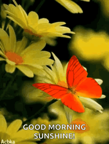 Orange Butterfly on Yellow Flower Good Morning Sunshine
