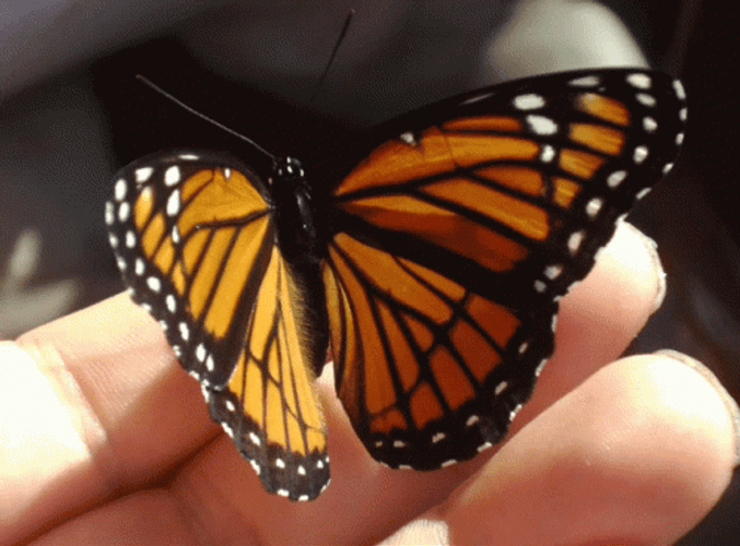 Orange Butterfly Zoom In GIF