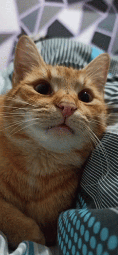 Orange Cat Boss GIF