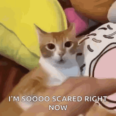 Orange Cat Cat Meme GIF