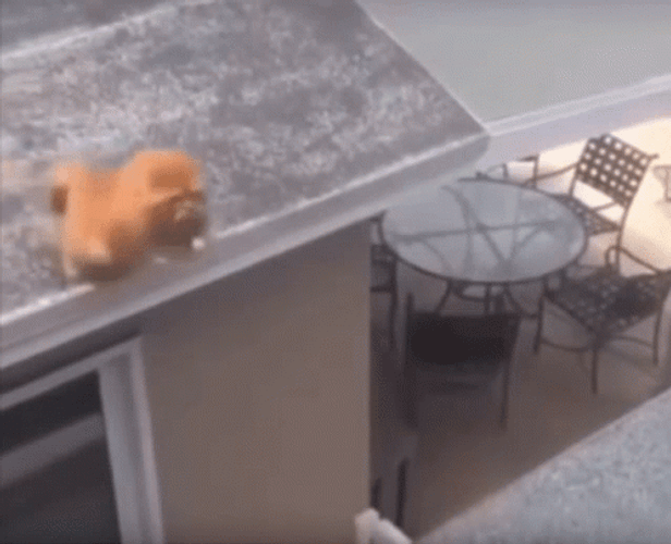 Orange Cat Fail Jump GIF
