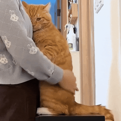 Orange Cat Held by Person in Paw Print Sweater