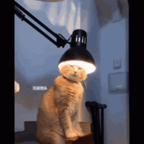 Orange Cat Lamp Light Bulb GIF