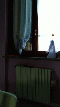 Orange Cat Looking Out The Window GIF
