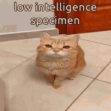 Orange Cat Memes Low Intelligence Specimen GIF