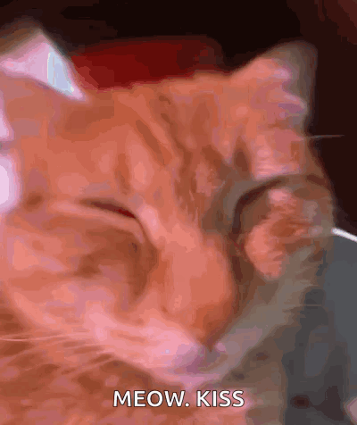 Orange Cat Meow Kiss GIF