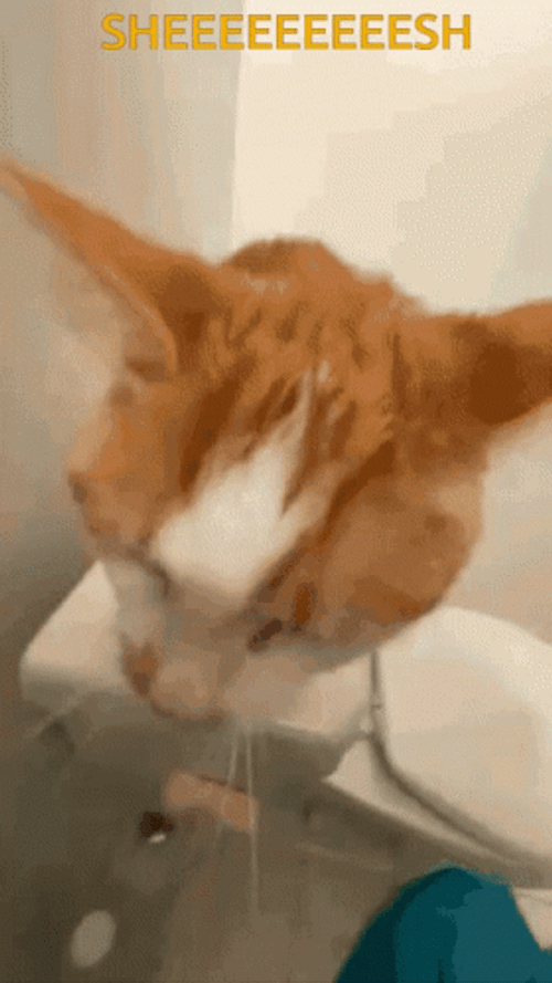 Orange Cat Meow Sheesh GIF