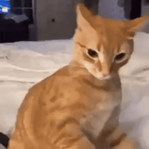 Orange Cat on Bed