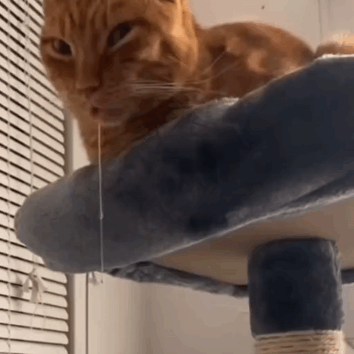Orange Cat on Cat Tree Looking at Camera