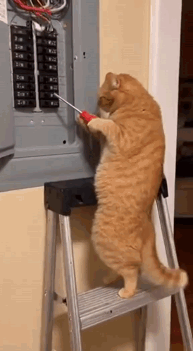 Orange Cat On Ladder Holding Screwdriver Working On Electrical Box GIF