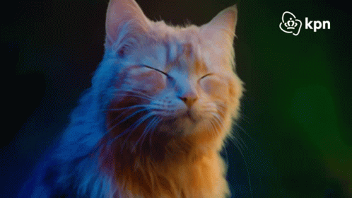 Orange Cat Party Headbang GIF