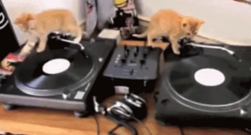 Orange Cat Party Vinyl Player GIF
