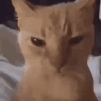 Orange Cat Sitting on Bed