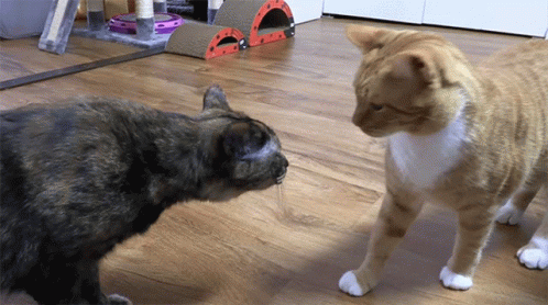 Orange Cat Slapping Face Black Cat GIF
