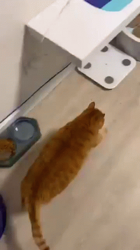 Orange Cat Walking With Pep GIF