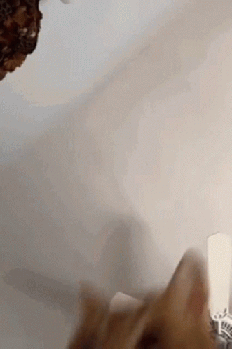 Orange Fighter Cat Beat You Up GIF
