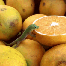 Orange Fruit Lizard Licking GIF