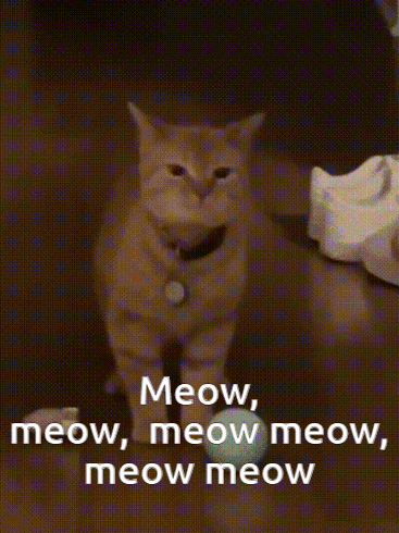 Orange House Cat Talking Meow Meow Meow GIF