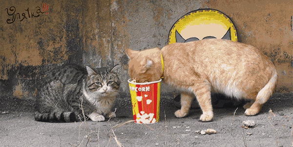 Orange Kitty Eating Popcorn Meme GIF