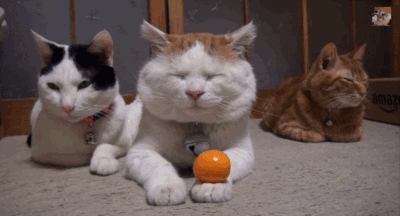 Orange Placed On Sleeping Cat GIF