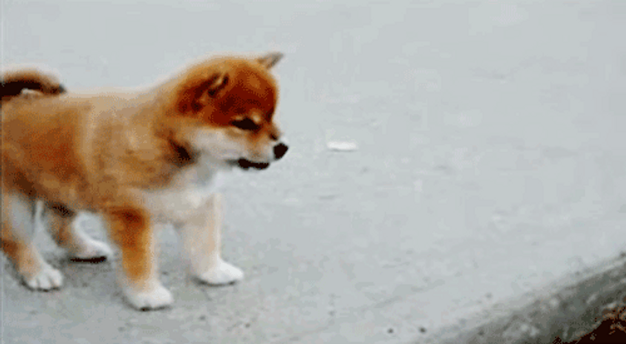 Orange Puppy Cute Wave GIF