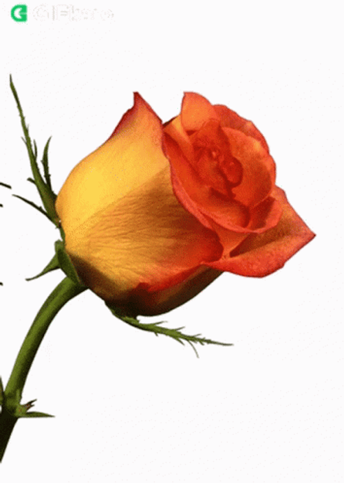 Orange Rose Will You Be My Valentine GIF