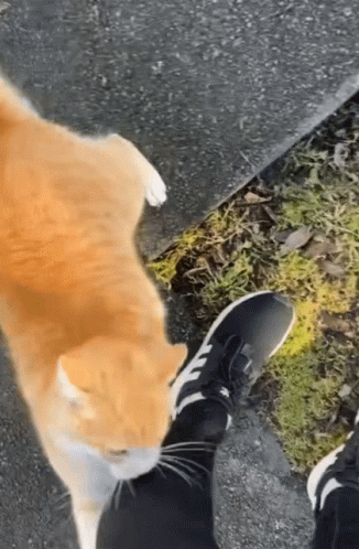 Oranges Cat Attack GIF