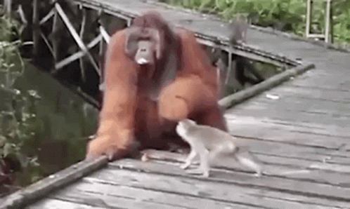Orangutan Catching Monkey GIF