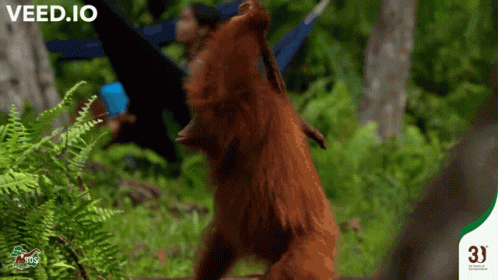 Orangutan Cleaning The Forest GIF