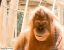 Orangutan Close Up